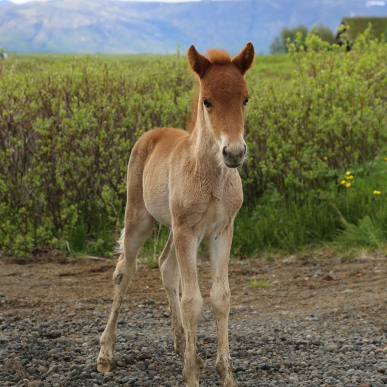 Yfirlitssýning á Akureyri 20. júní