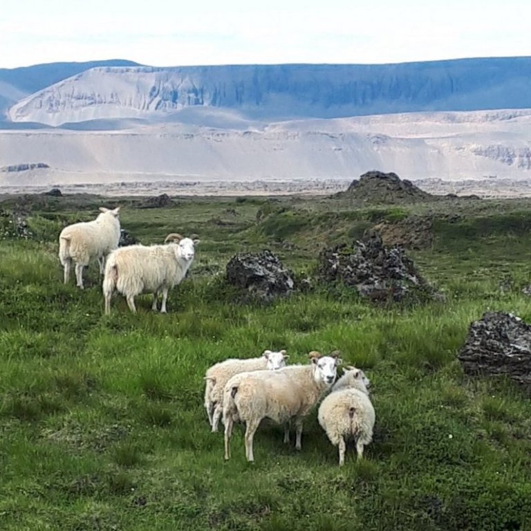 Lambadómar – opnað fyrir pantanir