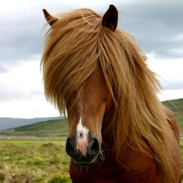 Miðsumarssýning á Hólum í Hjaltadal dagana 24.júlí – 26.júlí