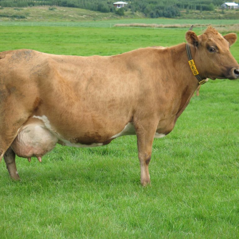 Gleði 360, Brúnastöðum, móðir Dans 13087, amma Afla 11010 og Polka 12099 og langamma Bessa sem er í …