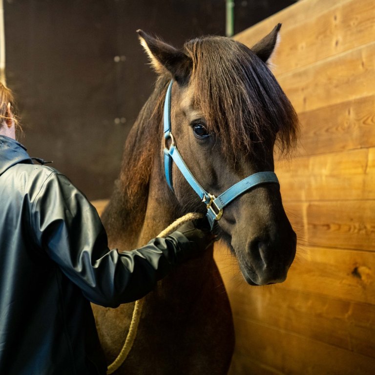 Síðsumarssýning kynbótahrossa í Borgarnesi 21. -22. ágúst