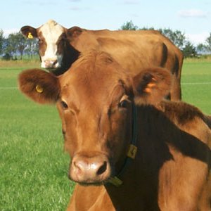 Skýrsla um hagrænt vægi eiginleika í nautgriparækt