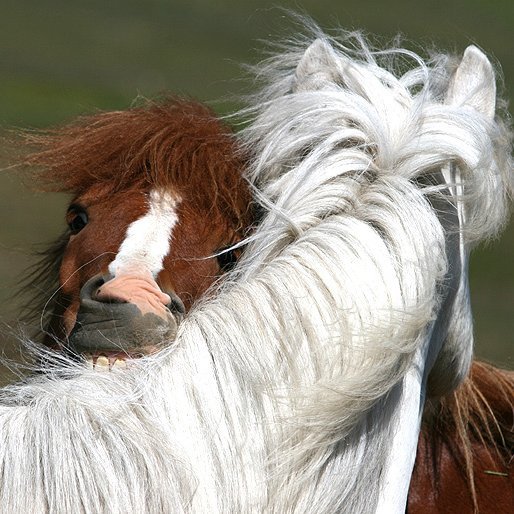Námskeið fyrir nýja kynbótadómara