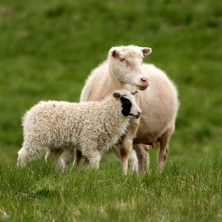 Fagfundur sauðfjárræktarinnar 2020