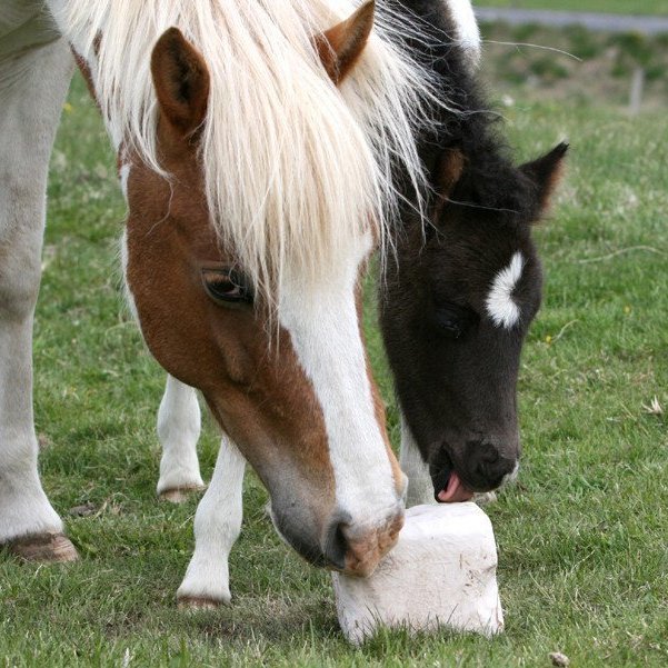 Vegna fyrirspurna frá Hestafréttum varðandi verðskrá RML