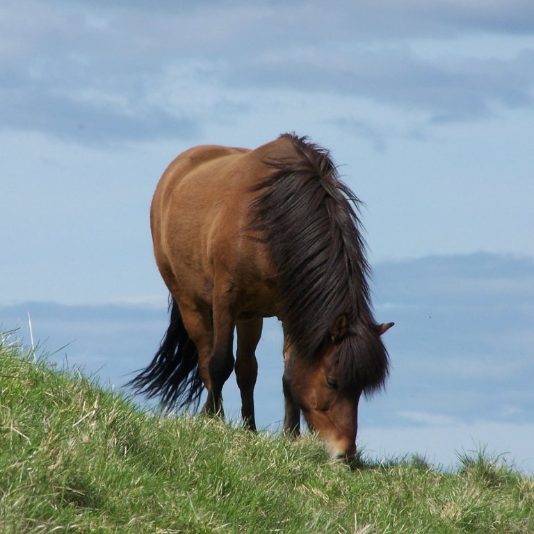Skráningar á kynbótasýningar vorsins