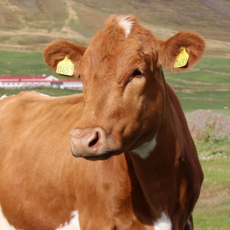 Ert þú kúabóndi?