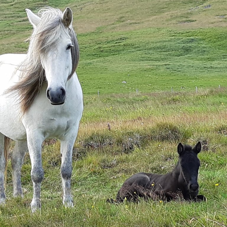Yfirlitssýning Hólar 12. júní - hollaröðun
