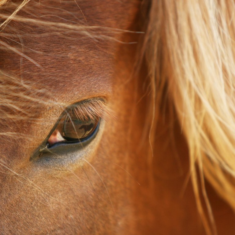 Miðsumarsýning á Hellu