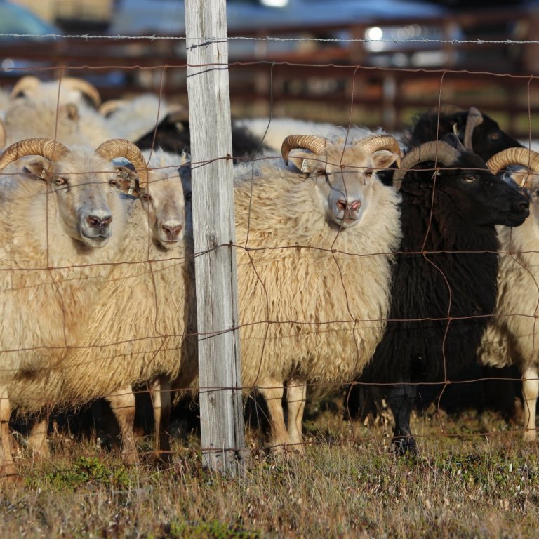 Arfgerðargreiningar gagnvart mótstöðu við riðu í sauðfé