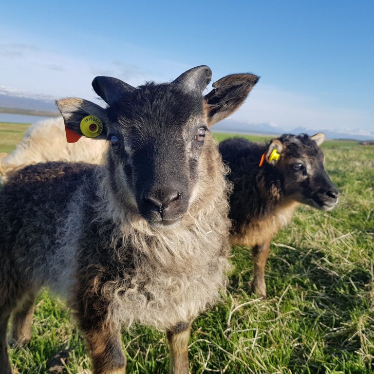 Fleiri lömb til nytja – könnun lögð fyrir sauðfjárbændur