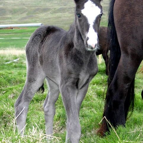 Hollaröðun á yfirlitssýningu á Gaddstaðaflötum 18. júní