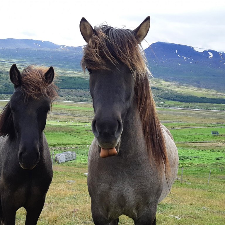 Fjórðungsmót Vesturlands í Borgarnesi