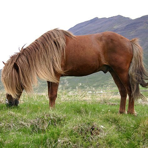 Skráningar á síðsumarssýningar