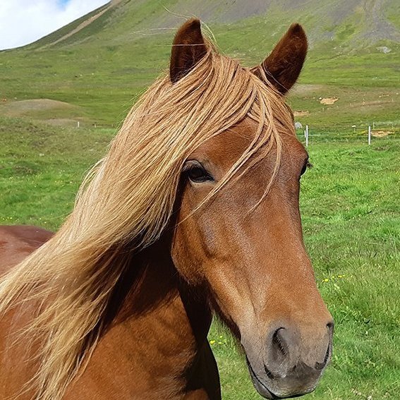 Miðsumarssýningar 2021 - Hollaraðir