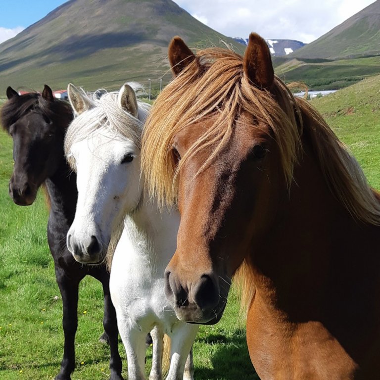 Yfirlit á Hellu 29. júlí kl. 14.00 - Hollaröðun