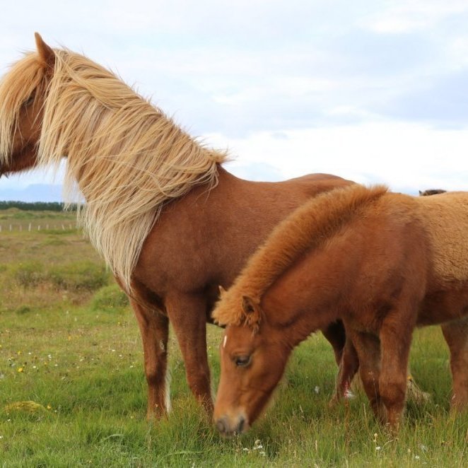 Uppfærð hollaröðun fyrir auka-miðsumarssýninguna IV Gaddstaðaflötum 11.-13. ágúst