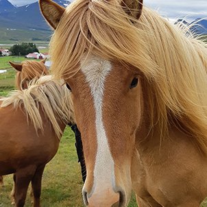 Hollaröð á yfirliti - aukamiðssumarssýning á Gaddstaðaflötum