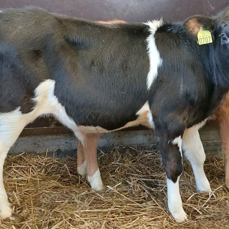 Feykir frá Haga í Gnúpverjahreppi, undan Hæl 14008 og Jennu 364.