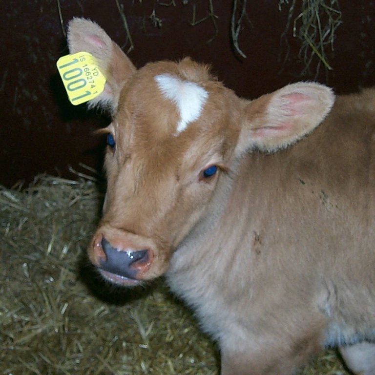Tafir á sýnatöku vegna erfðamengisúrvals