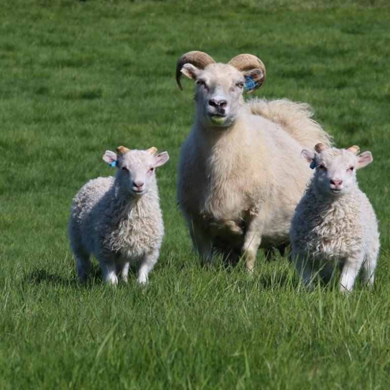 Fleiri ARR og T137 gripir fundnir á Þernunesi og Stóru-Hámundarstöðum