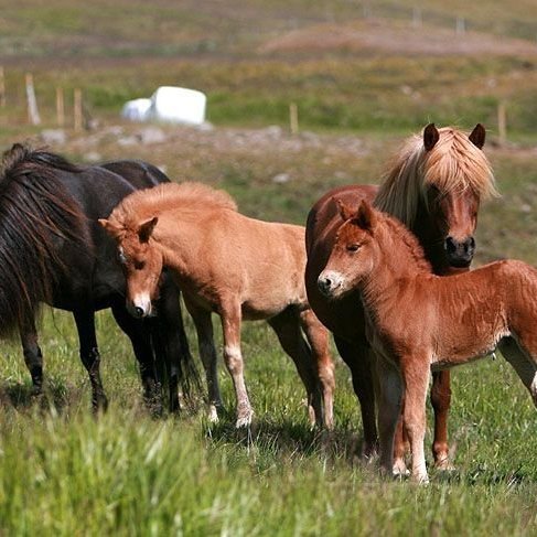 Bilun í skráningarkerfi fyrir kynbótasýningar - unnið að viðgerð