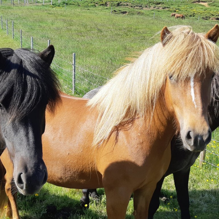 Röðun hrossa á kynbótasýningum vikuna 13. til 18. júní.