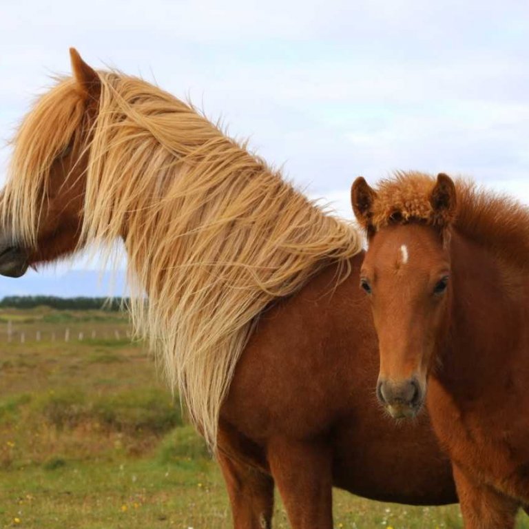 Yfirlitssýning á Selfossi 16. júní