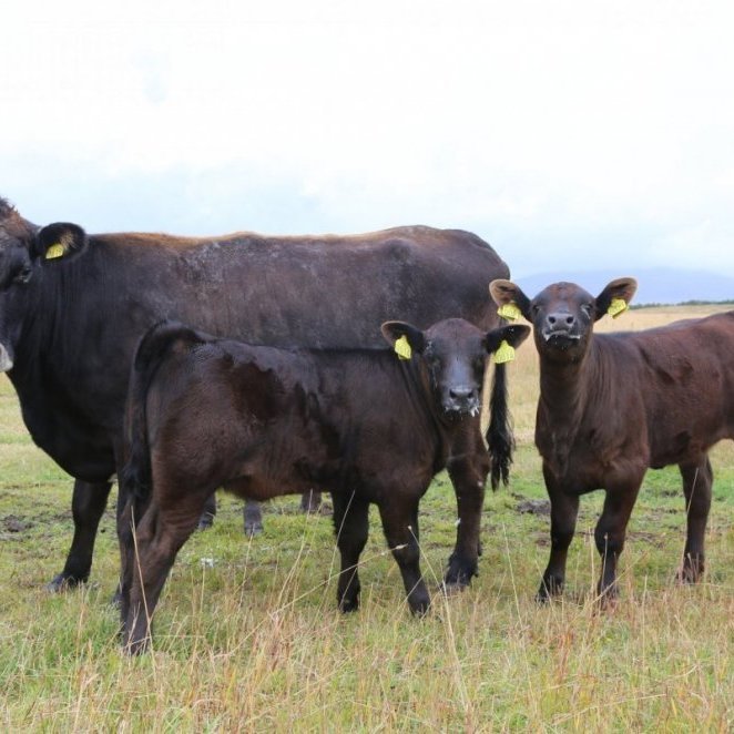 Skýrsla um afkomu nautakjötsframleiðenda 2017-2021