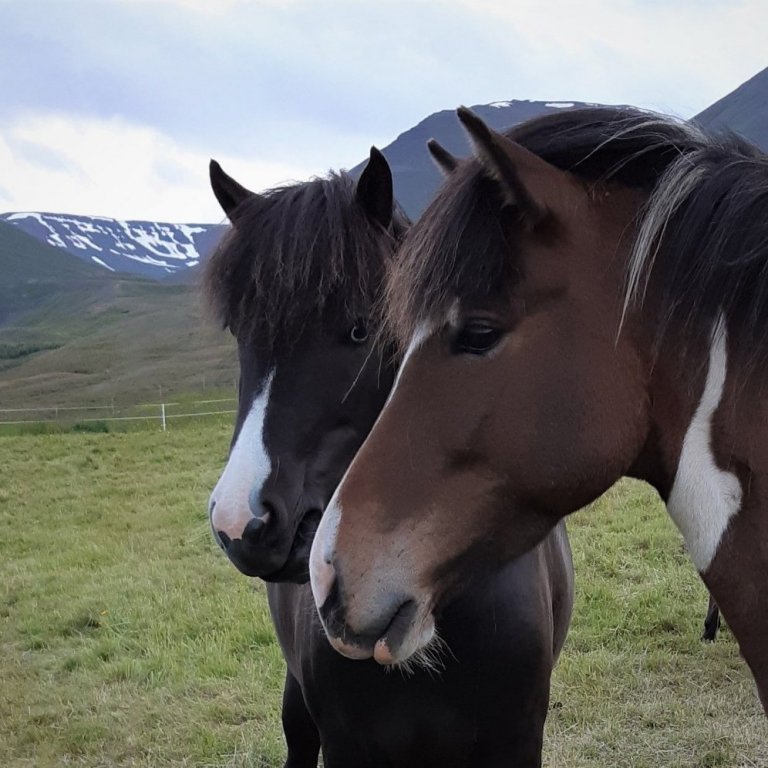 Yfirlit stóðhesta á Landsmóti 2022