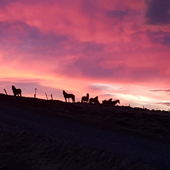 Hollaröðun miðsumarssýningar á Selfossi, 25.-29.júlí