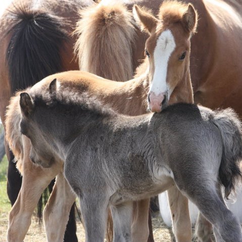 Síðsumarssýning á Hólum 2022