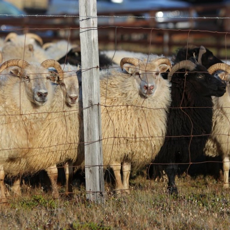 „Eins mig fýsir alltaf þó aftur að fara í göngur“