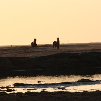 Yfirlitssýning á Hólum í Hjaltadal fimmtudaginn 18.ágúst