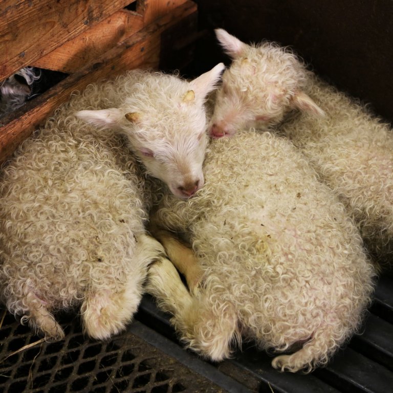 Agrobiogen býður upp á greiningar á Þokugeni