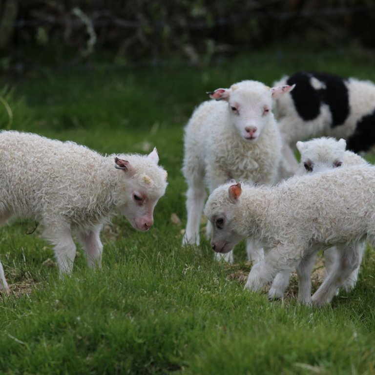 Riðuarfgerðargreiningar - Verðbreyting hjá Matís