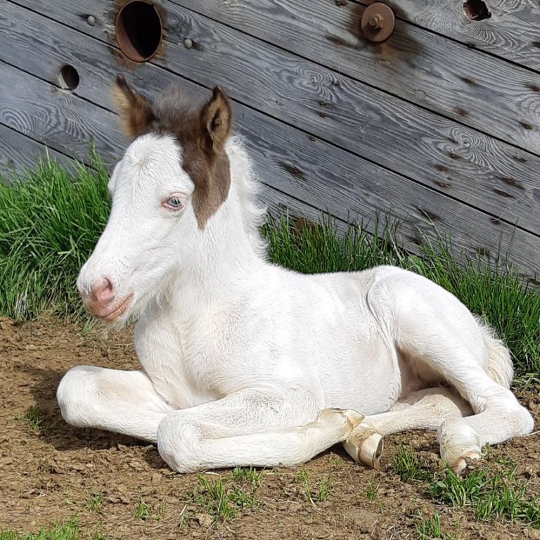 Örmerkingar – munið skil fyrir 1. mars