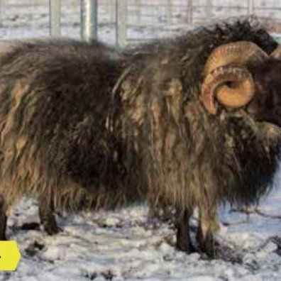 Kynbótamat fyrir lífþunga, fallþunga, ómvöðva og ómfitu birt í Fjárvís