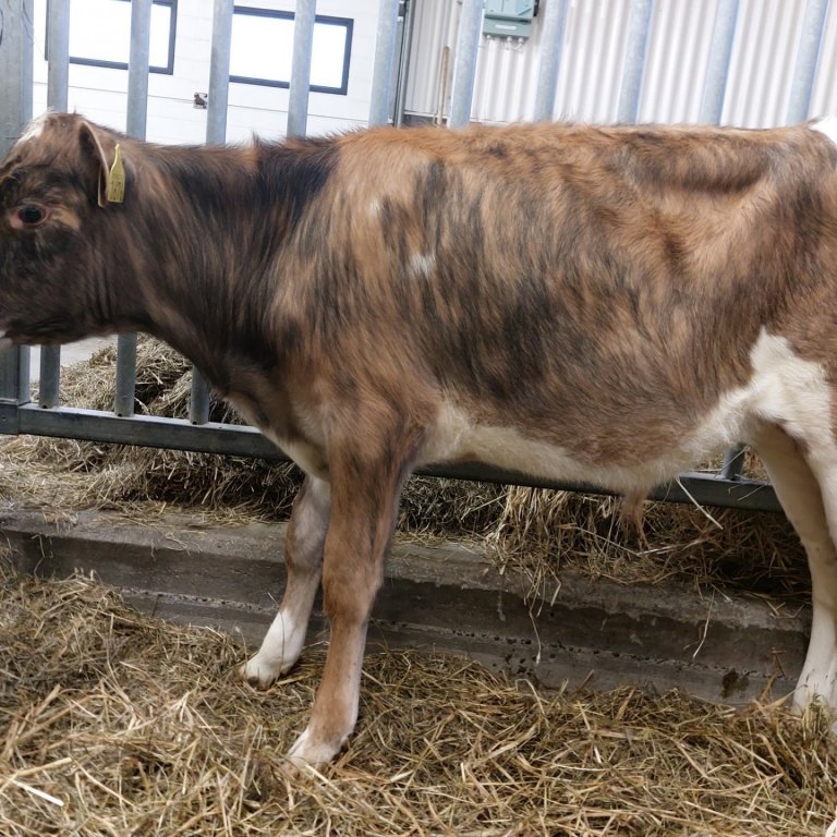 Þrymur frá Stóra-Ármóti í Flóa, sonur Tröllu 1546 og Tanna 15065.