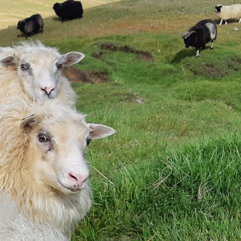 Notendur Fjárvís og Heiðrúnar athugið
