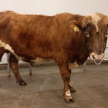 Simbi 19037. Mynd: NBÍ