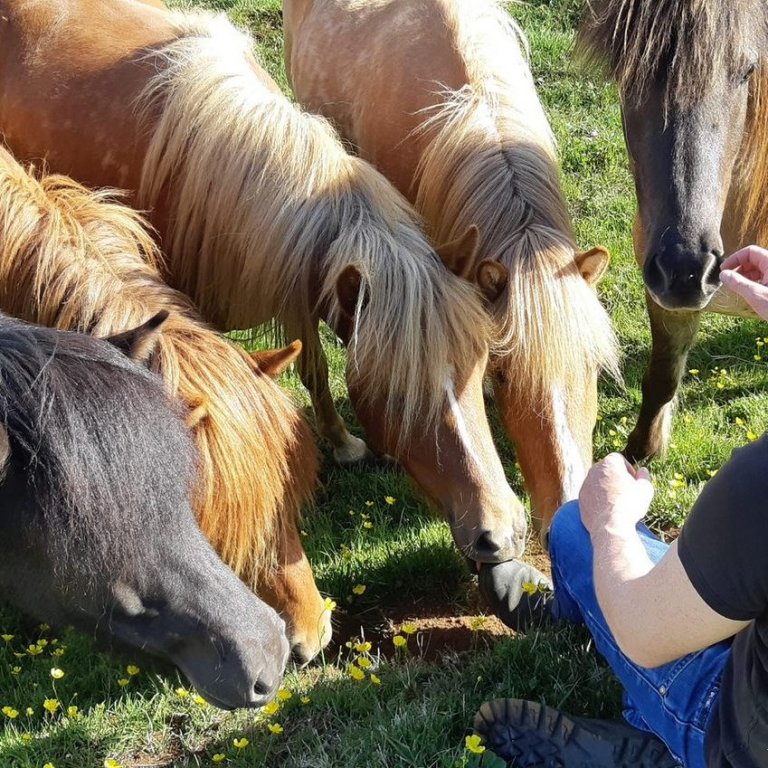 Síðasti skráningardagur á vorsýningar á morgun - föstudaginn 26. maí.
