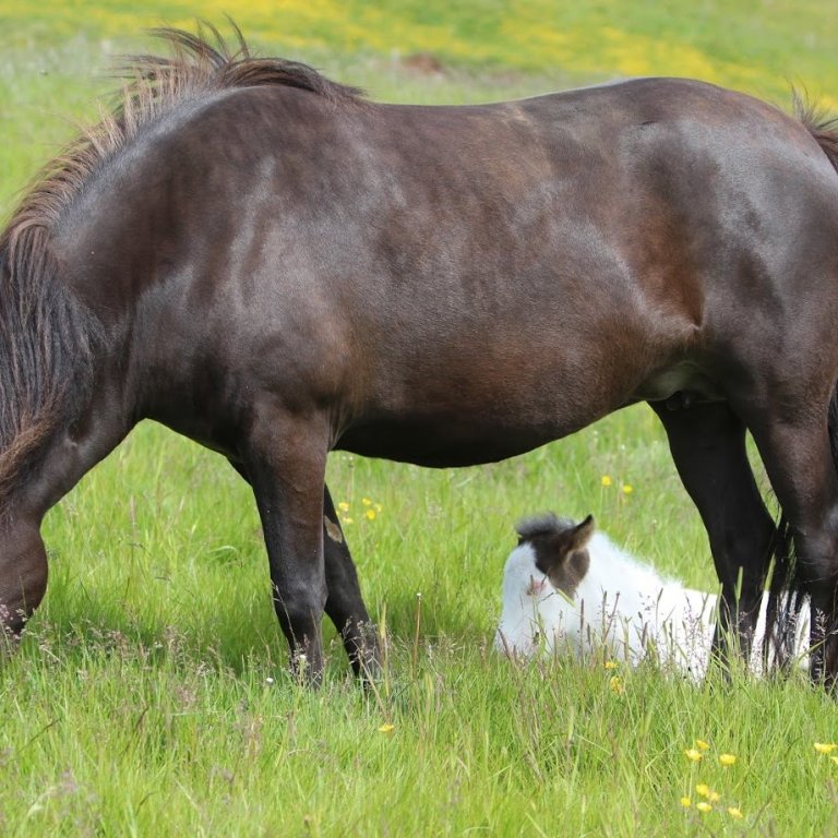 Skráning á seinni viku á Hólum framlengd til 11.06.