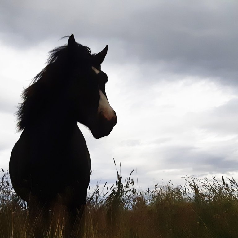 Kynbótasýning í tengslum við Fjórðungsmót á Fljótsdalshéraði