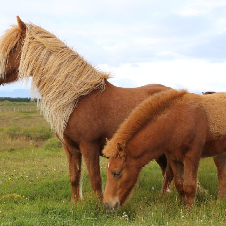 Röð hrossa á yfirliti á Selfossi 22. júní