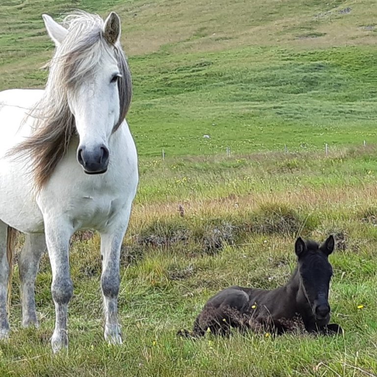 Hollaröð á yfirliti í Stekkhólma 7. júlí