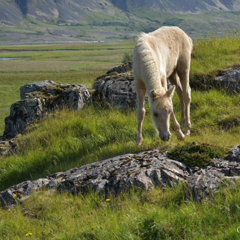 Erfðaframför í íslenska hrossastofninum  - Hvernig er dreifing einkunna á kynbótasýningum og í kynbó…
