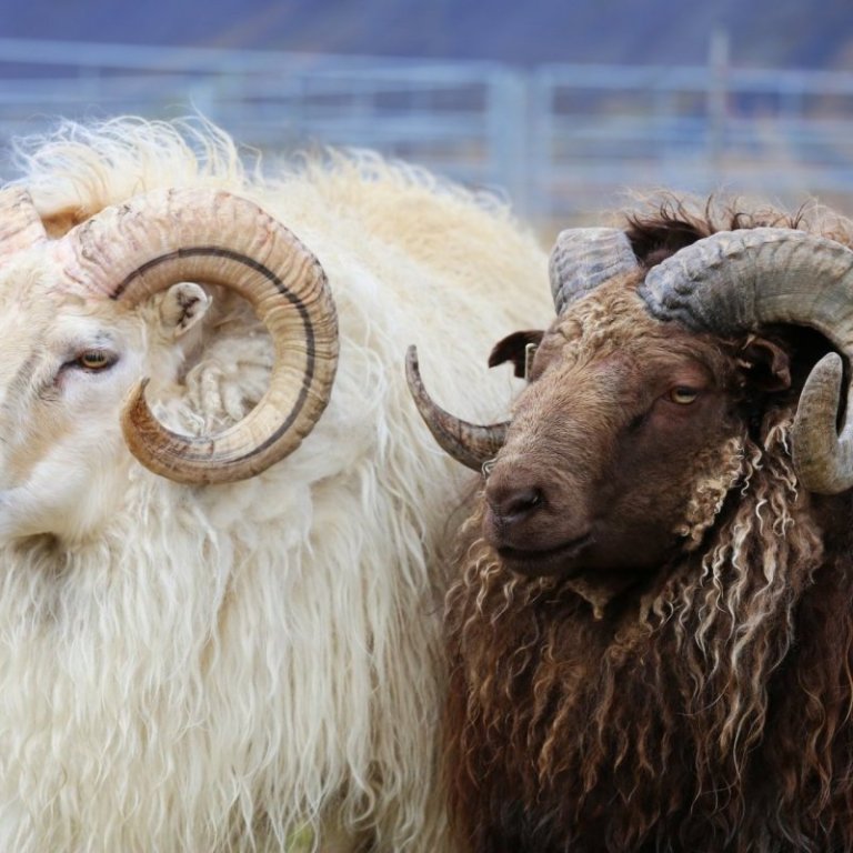 Sláturupplýsingar vegna hrútaskrár