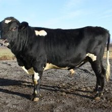 Af kyngreiningu nautasæðis