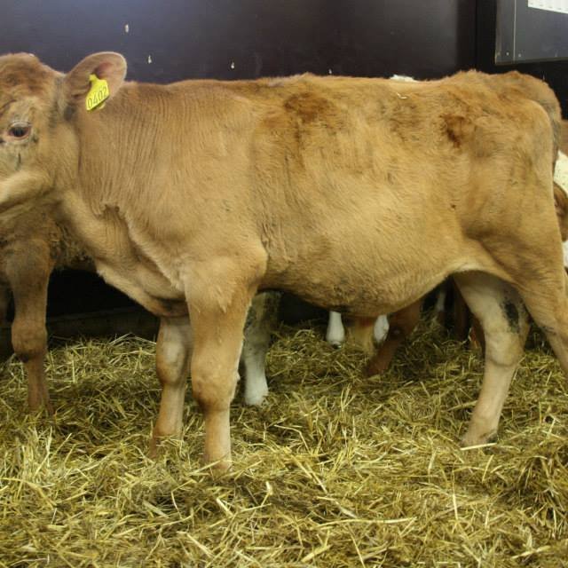 Kynbótamat fyrir lifun kálfa og gang burðar